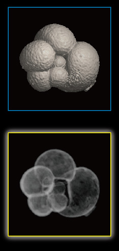 Foraminifera, Globigerinella shiphonifera