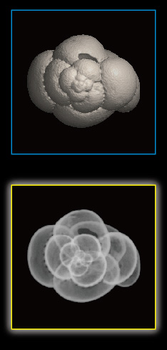Foraminifera, Candeina nitida
