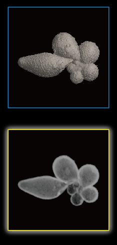 Foraminifera, Bolliella adamsi