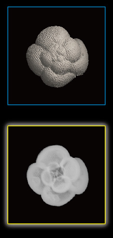 Foraminifera, Neogloboquadrina conglomerata