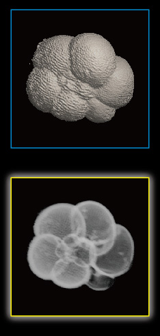 Foraminifera, Neogloboquadrina dutertrei