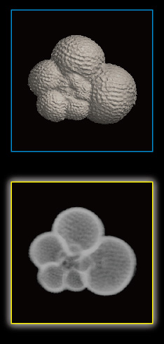 Foraminifera, Globorotaloides hexagona