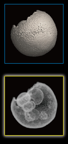 Foraminifera, Orbulina universa