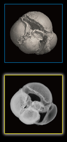 Foraminifera, Sphaeroidinella dehiscens