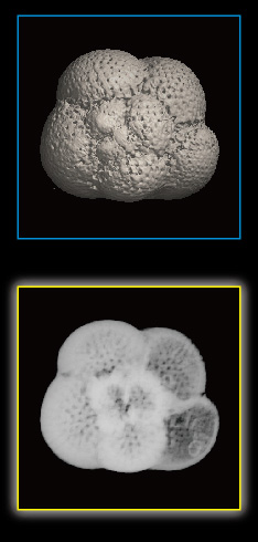 Foraminifera, Sphaeroidinellopsis kochi