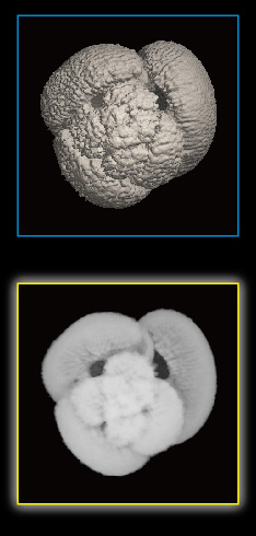 Foraminifera, Globigerinoides conglobatus