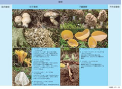菌類の分類