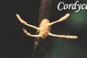 カイガラムシツブタケ